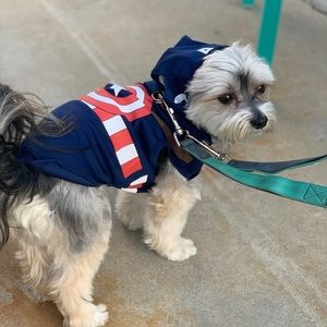 Captain America Dog Costume